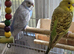 Baby Boy green Budgie
