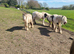 Stunning little red blagdon yearly colt
