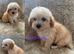 4 beautiful Poochon puppies ready soon