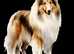 SHEEP DOG COLORFULL STICKERS from &pound; 0.90