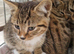 Striking domestic shorthaired farm kittens ready to go