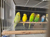 Lots of different coloured budgies for sale