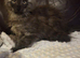 Maine coon