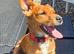 Patterjack - 1 year old - for sale