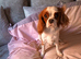 Beautiful Cavalier King Charles