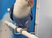 Only Female Lovebirds age 4 to 6 Months