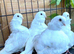 RARE PURE WHITE CHINESE OWL PIGEONS