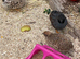 Button quail/japanese painted