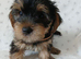 YORKSHIRE TERRIER PUPPIES READY NOW