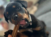 Female Rottweiler For Rehoming