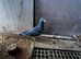Racing Pigeons for sale