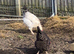 Chickens
