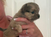 Pomchi puppies (Ready to go)