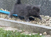 Lovely kittens one female two males