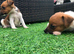 Jack Russell pups