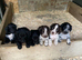 cocker spaniel puppies