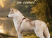 Siberian husky rising 2 years old