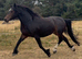 Poppy - Gorgeous Weight Carrier Type Mare
