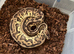 Various morphs
