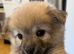Papillon x Chihuahua Puppies