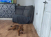 Rottweiler cross needs a home