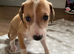 Lurcher puppies