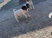 Jack Russell