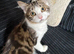 Gorgeous kitten