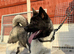 KC Registered American Akita Puppy