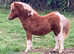 Shetland Mini Filly Foal