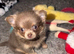 Tiny chihuahua boys