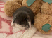 Mini lops ready now