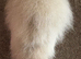Guinea pig Swiss white Californian boar