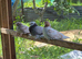 Selling Up fancy pigeons