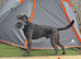 Temporary foster home needed