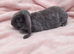 Velveteen x plush lop baby girl