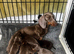 Miniature Dachshund Puppies Available