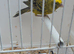 GOLD LIZARD CANARY COCK