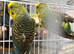 Breeding pair of black wing available