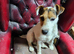 Jack Russell for stud