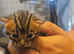 Cashmere and cashmere carrier bengals