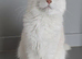 Maine Coon shaded kitten