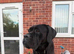 Cane corso rehome