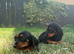 stunning mini bassets
