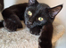 Urgent Beautiful Black Boy Looking for New Home
