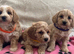 Cavachon x toy poodle puppies