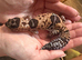 Oreo African fat tail gecko
