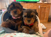 All pups now rehomed
