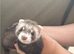 1/2 micro ferret hobs