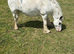 Dottie